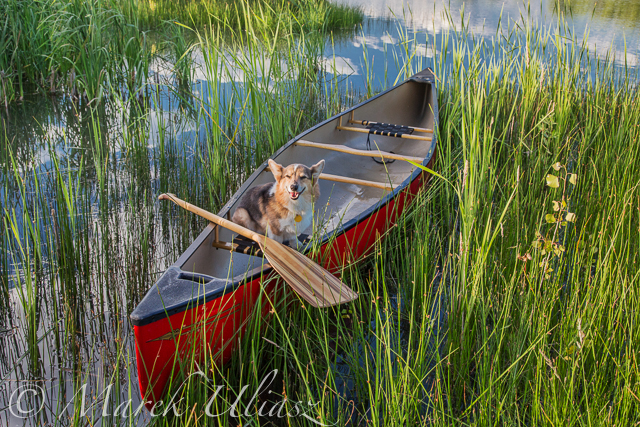 Corgi  dog in a canoe 