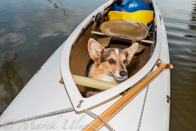 canoe dog