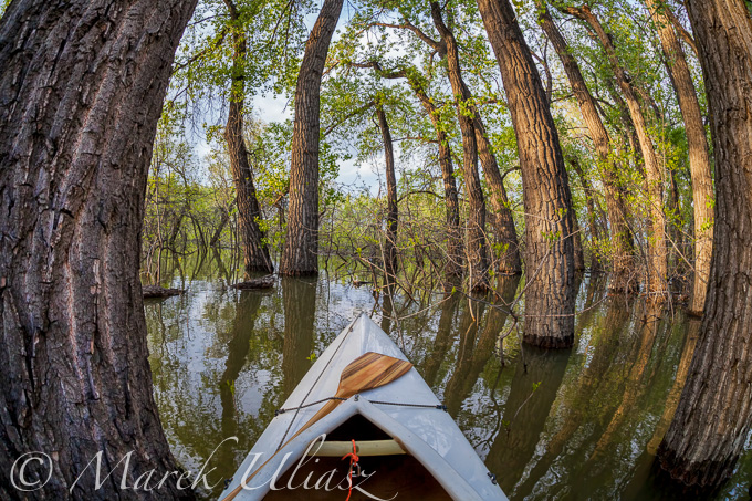 paddling through a magic forest